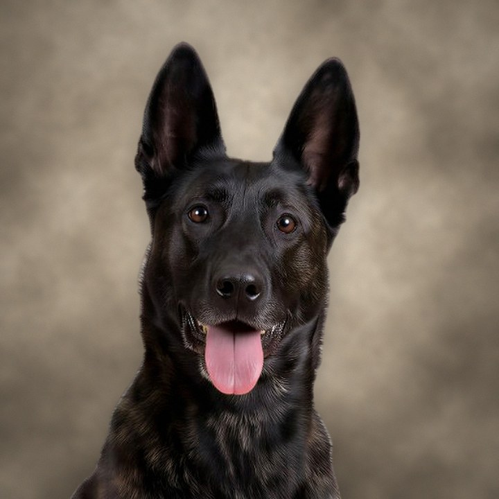 Ajax, a black brindle shepherd