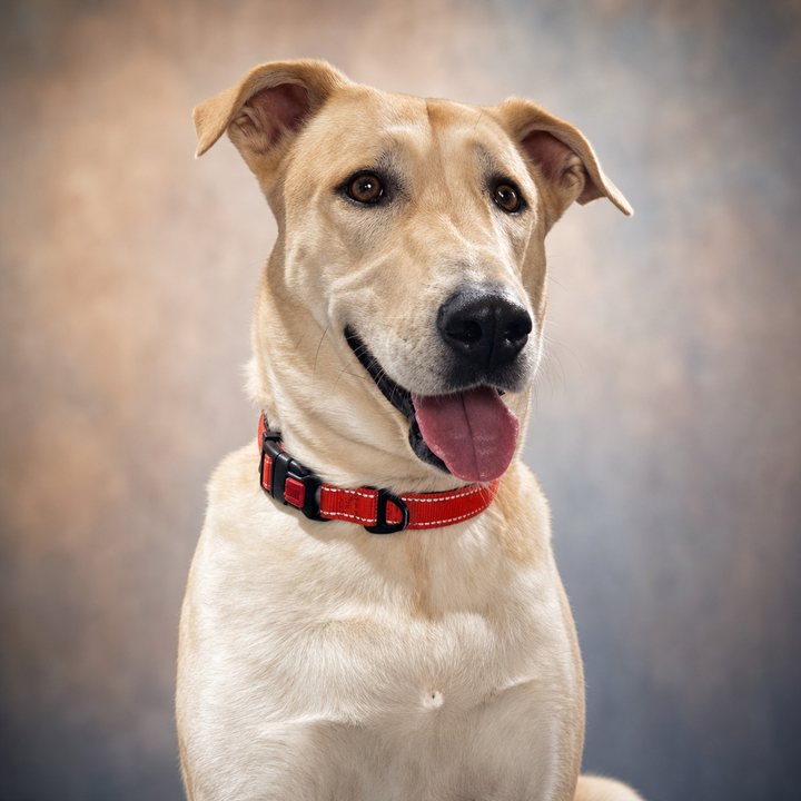 Willow, a Kangal shepherd